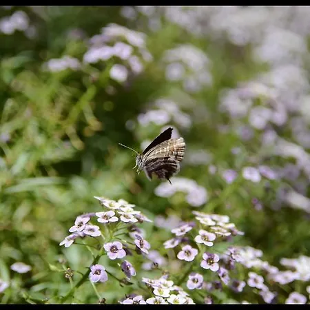 호텔 Lilium Boutique