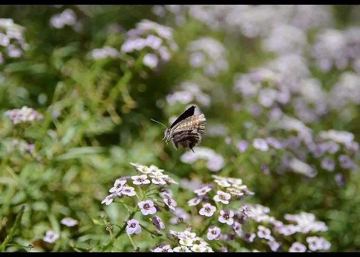 Hotel Lilium Boutique